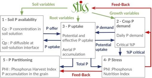 Structure of the P module and its interactions with the STICS soil-crop model.