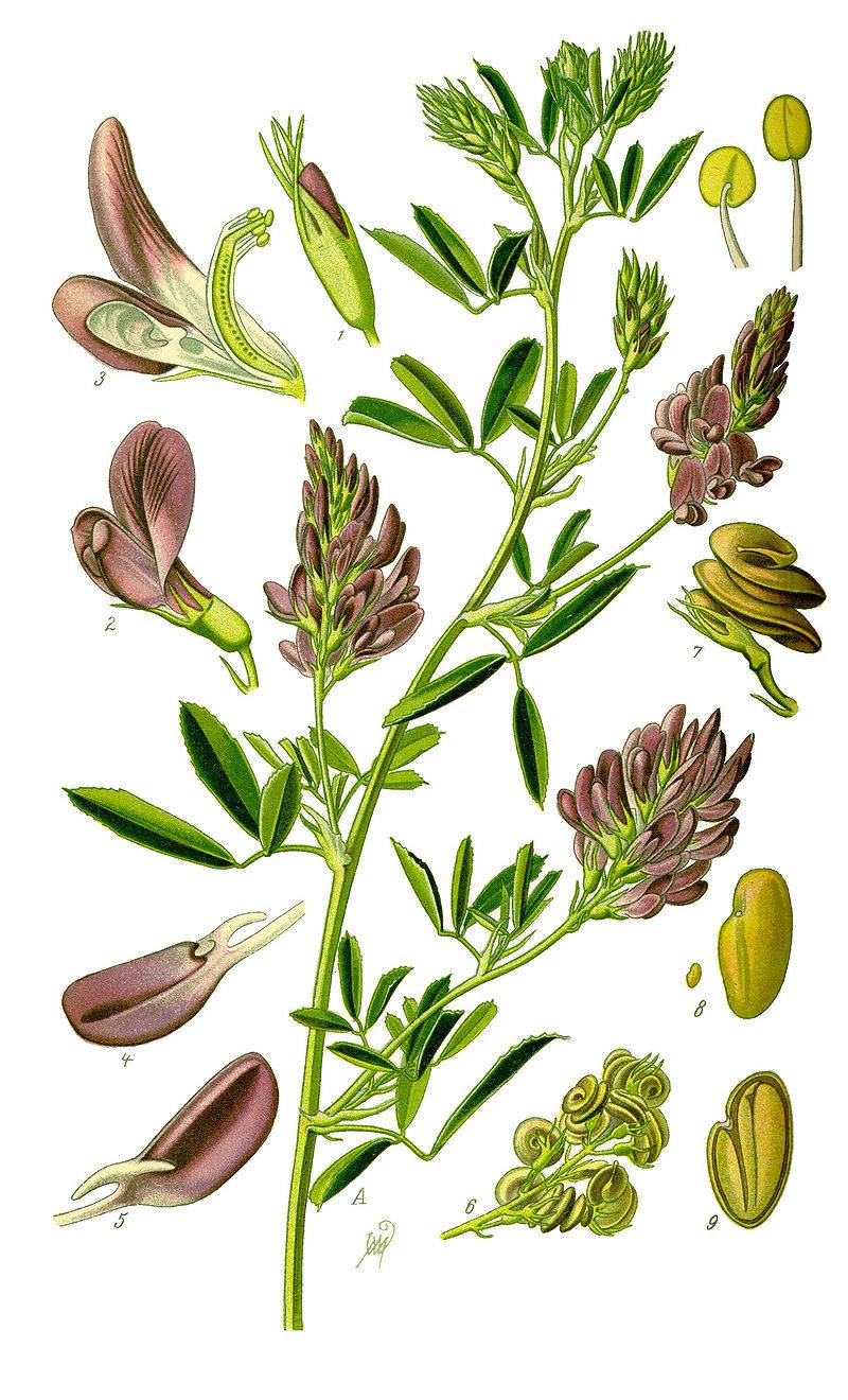 Medicago Sativa