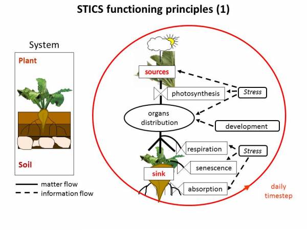 Functioning principles of the soil-plant system in Stics